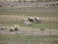 Patagonie 159